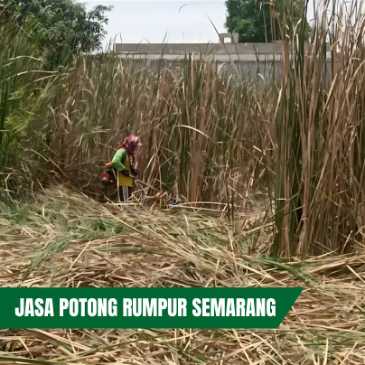 JASA POTONG RUMPUR SEMARANG JASA POTONG RUMPUR SEMARANG